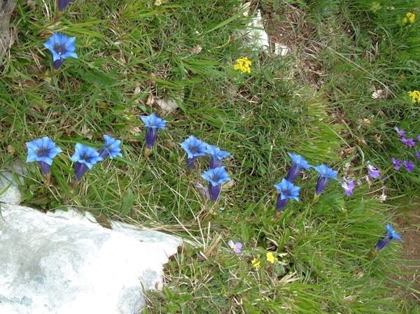 Gentiana dinarica / Genziana dell''Appennino